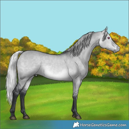 Horse Color:Silver Brown Chinchilla Dun 