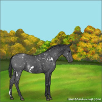 Horse Color:White Spotted Black