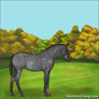 Horse Color:Blue Roan 