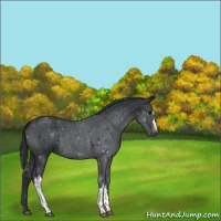 Horse Color:Blue Roan 