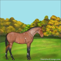 Horse Color:White Spotted Bay Roan