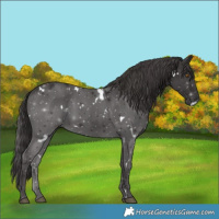 Horse Color:White Spotted Smoky Black