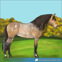 Horse Color:White Spotted Buckskin 