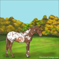 Horse Color:White Spotted Chestnut Appaloosa 