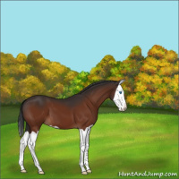 Horse Color:Bay Splash 