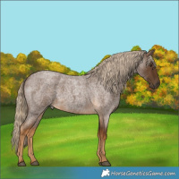 Horse Color:Chocolate Palomino Roan