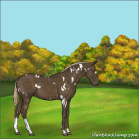 Horse Color:White Spotted Chocolate Palomino Tobiano 