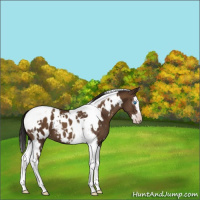 Horse Color:Gray White Spotted Classic Champagne Splash Tobiano Appaloosa 