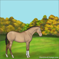 Horse Color:Gray Amber Champagne Dun Tobiano Rabicano 