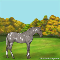 Horse Color:White Spotted Silver Blue Roan 
