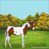 Horse Color:Silver Brown Splash Tobiano Frame 