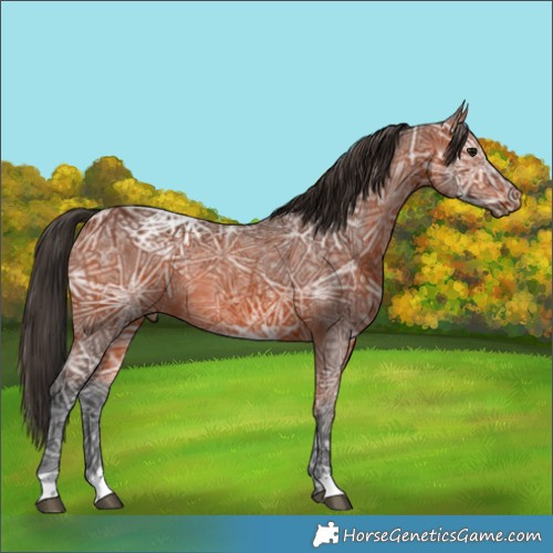 Horse Color:Bay Ice Rabicano 