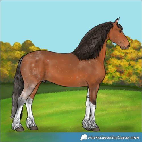 Horse Color:White Spotted Bay Tobiano 