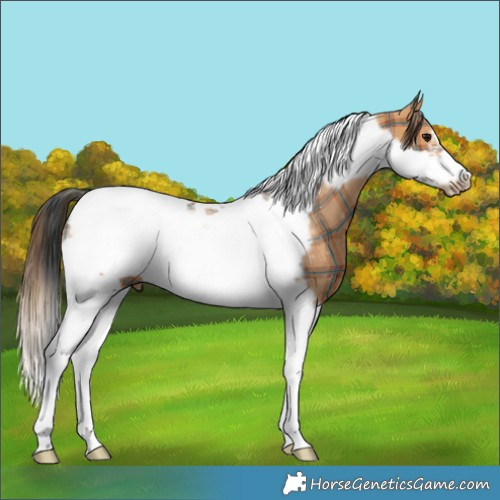 Horse Color:Plaid  Bay Tobiano Frame Rabicano 
