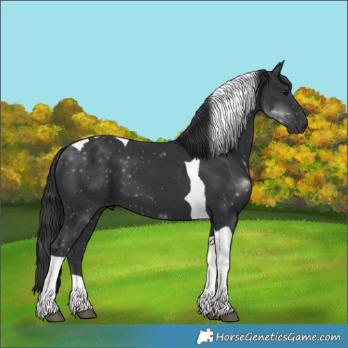 Horse Color:Black Tobiano 