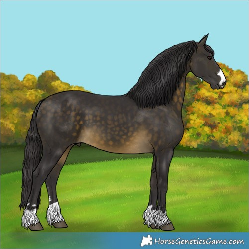 Horse Color:Buckskin 