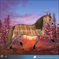 Horse Color:Plaid  White Spotted Bay 