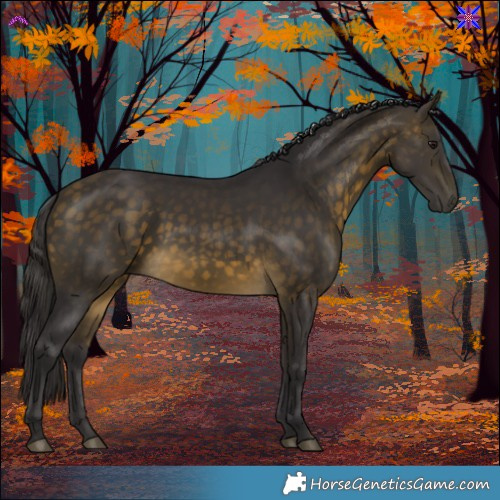 Horse Color:Buckskin 