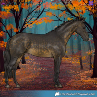 Horse Color:Buckskin 
