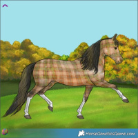 Horse Color:Plaid Bay Tobiano