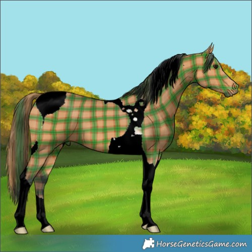 Horse Color:Plaid  Bay Tobiano 