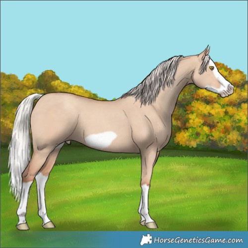 Horse Color:Silver Classic Champagne Dun Splash Frame 