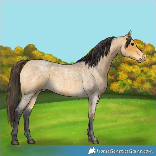 Horse Color:Buckskin Roan 