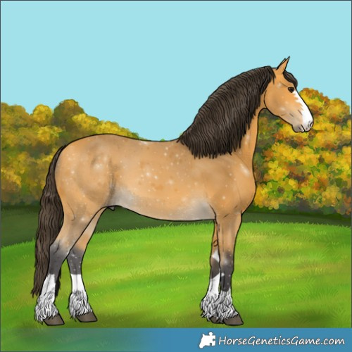 Horse Color:Buckskin 