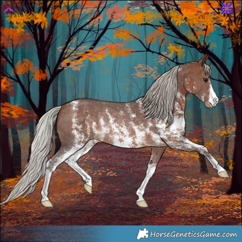 Horse Color:Silver Brown Sabino Rabicano 