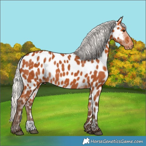 Horse Color:Silver Bay Appaloosa Rabicano 
