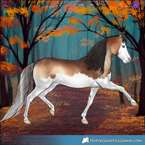 Horse Color:Bay Onyx Splash Rabicano 