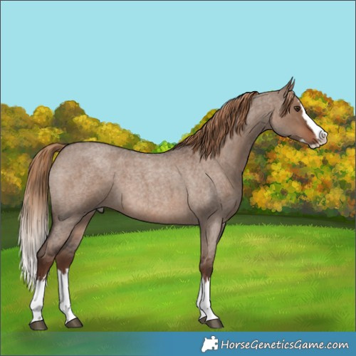 Horse Color:Liver Red Dun Roan Splash 