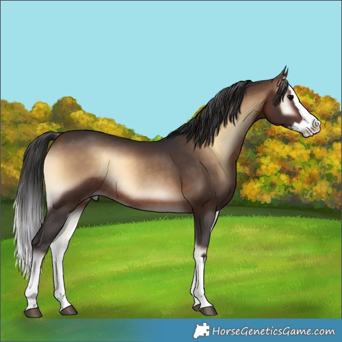 Horse Color:Brown Onyx Splash Rabicano 