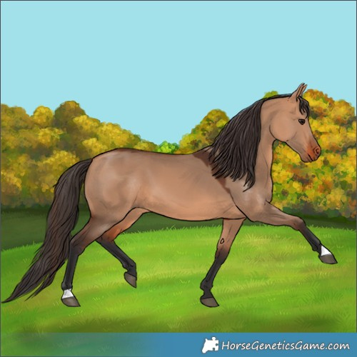 Horse Color:Bay Dun 