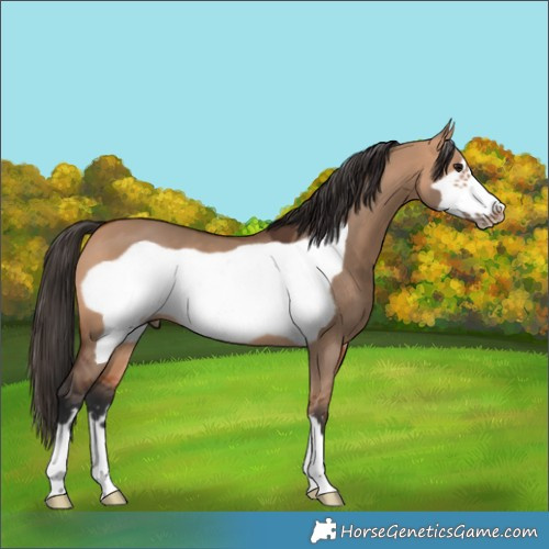 Horse Color:Bay Dun Frame 