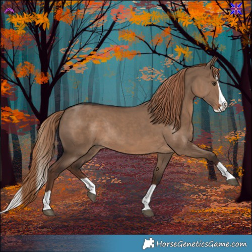 Horse Color:Liver Red Dun Splash Rabicano 