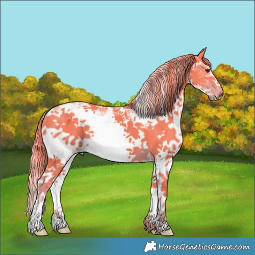 Horse Color:Watercolor White Spotted Liver Chestnut 