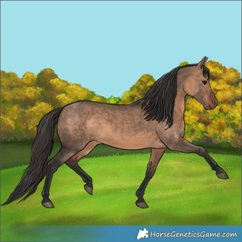 Horse Color:Bay Dun 