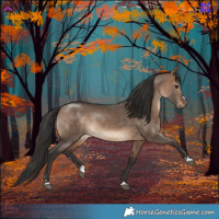 Horse Color:Brown Dun 