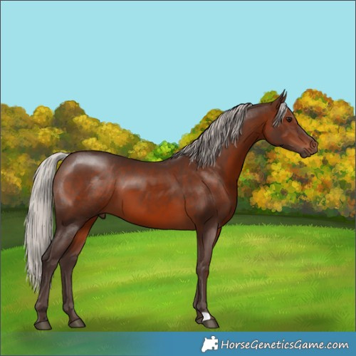 Horse Color:Silver Brown 