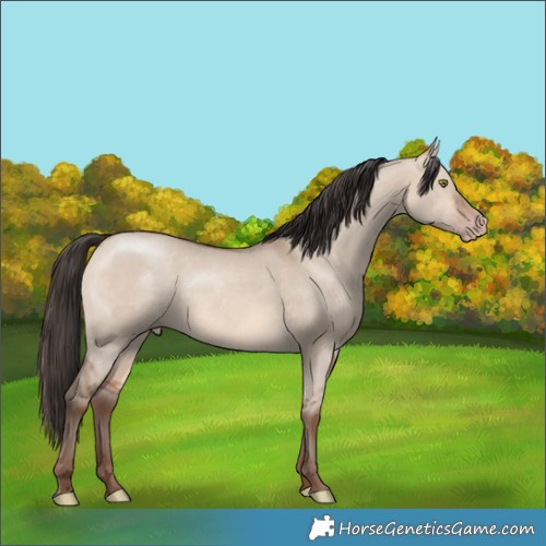 Horse Color:Amber Champagne Dun 