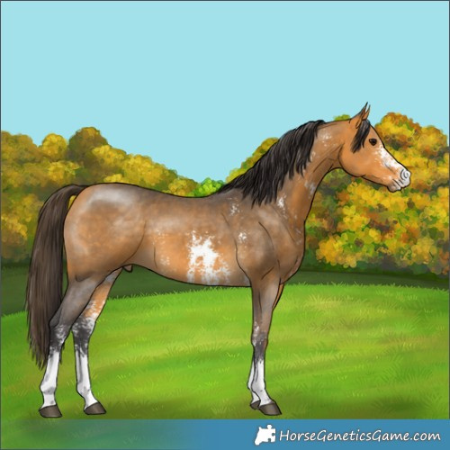 Horse Color:Buckskin Sabino 