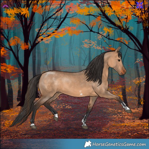 Horse Color:Bay Dun Sabino 