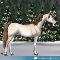 Horse Color:Red Dun Pearl Onyx