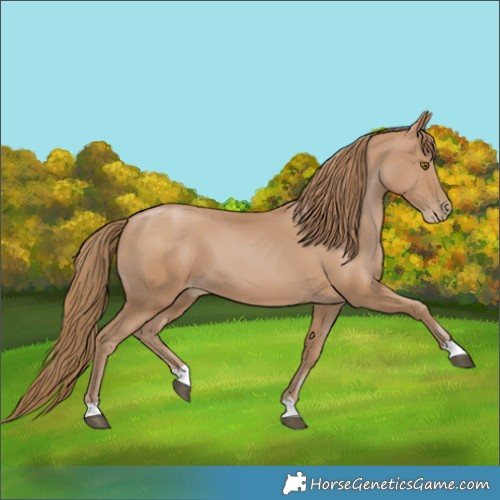 Horse Color:Black Pearl 