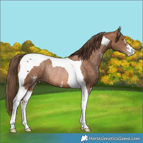 Horse Color:Brown Pearl Sabino Tobiano Rabicano 