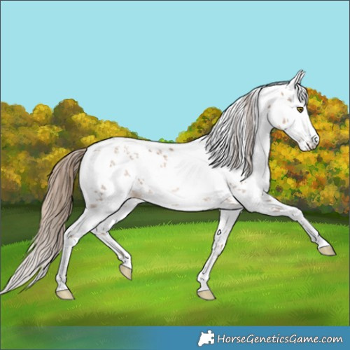 Horse Color:White Spotted Liver Chestnut Pearl Sabino Rabicano 