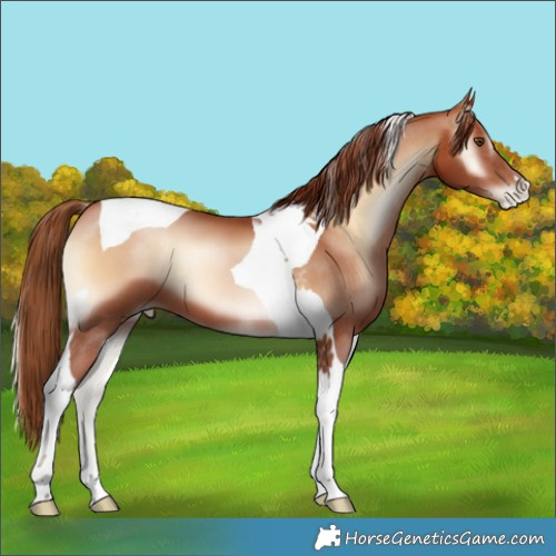 Horse Color:Brown Pearl Onyx Tobiano 