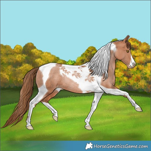 Horse Color:Brown Pearl Tobiano Rabicano 