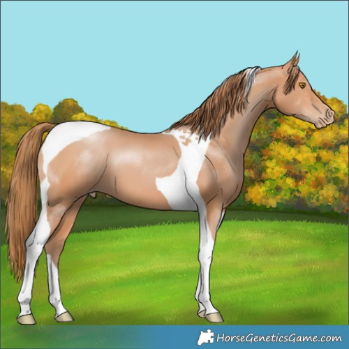 Horse Color:Bay Pearl Tobiano 